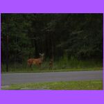 Deer In Head Lights.jpg